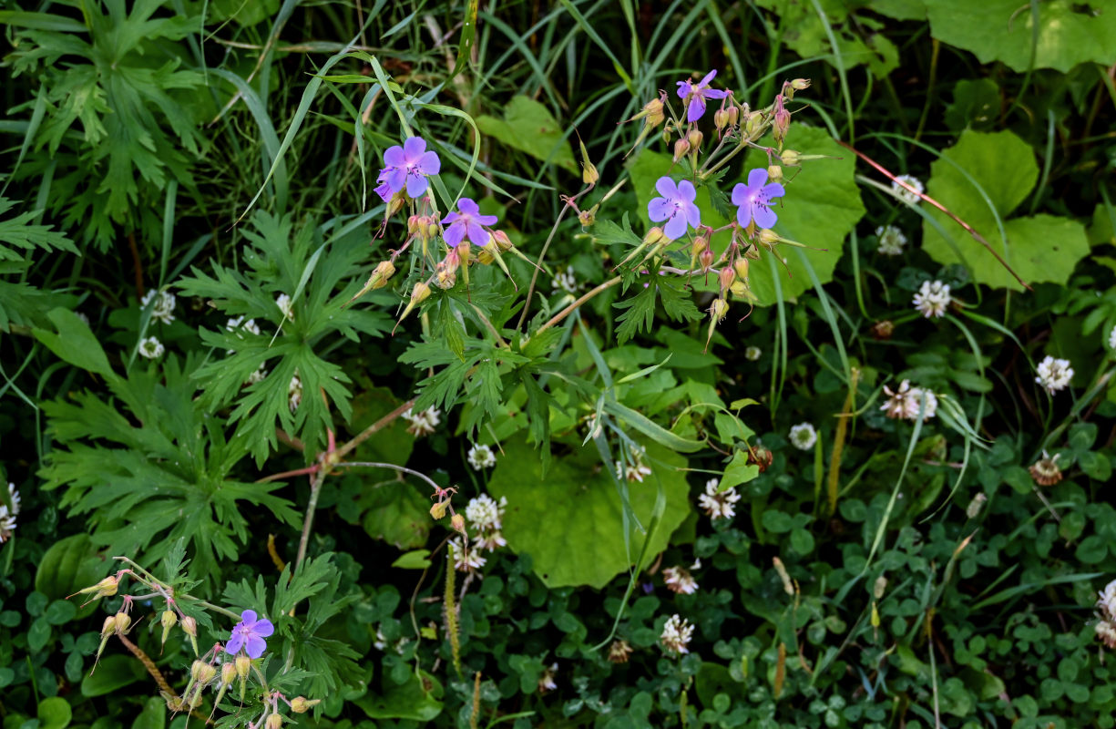 Изображение особи Geranium pratense.