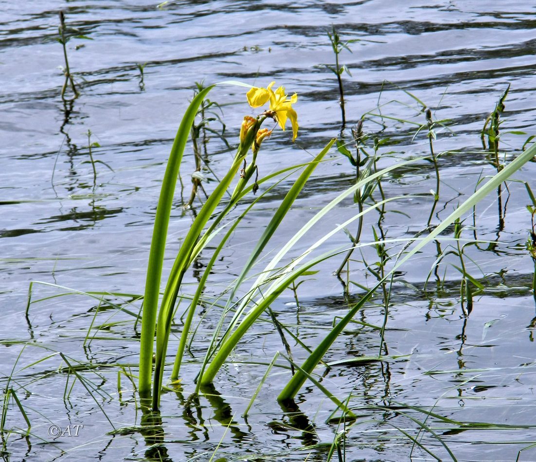 Image of Iris pseudacorus specimen.