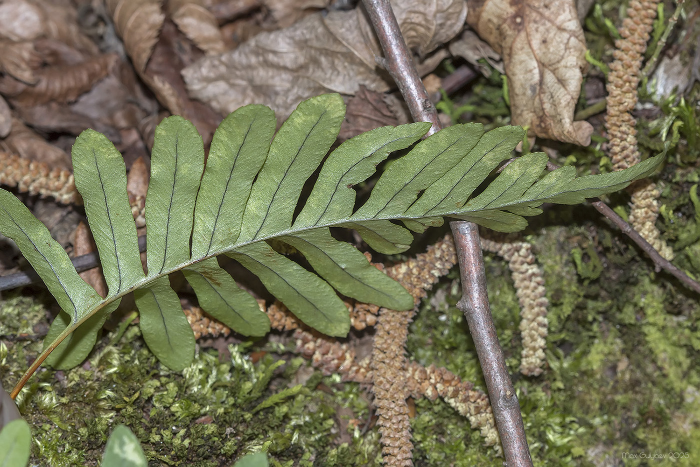 Image of Polypodium vulgare specimen.