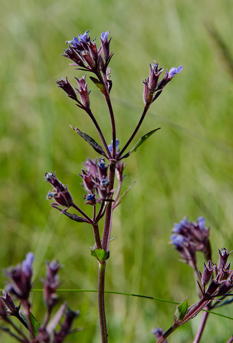 Image of Nepeta ucranica specimen.