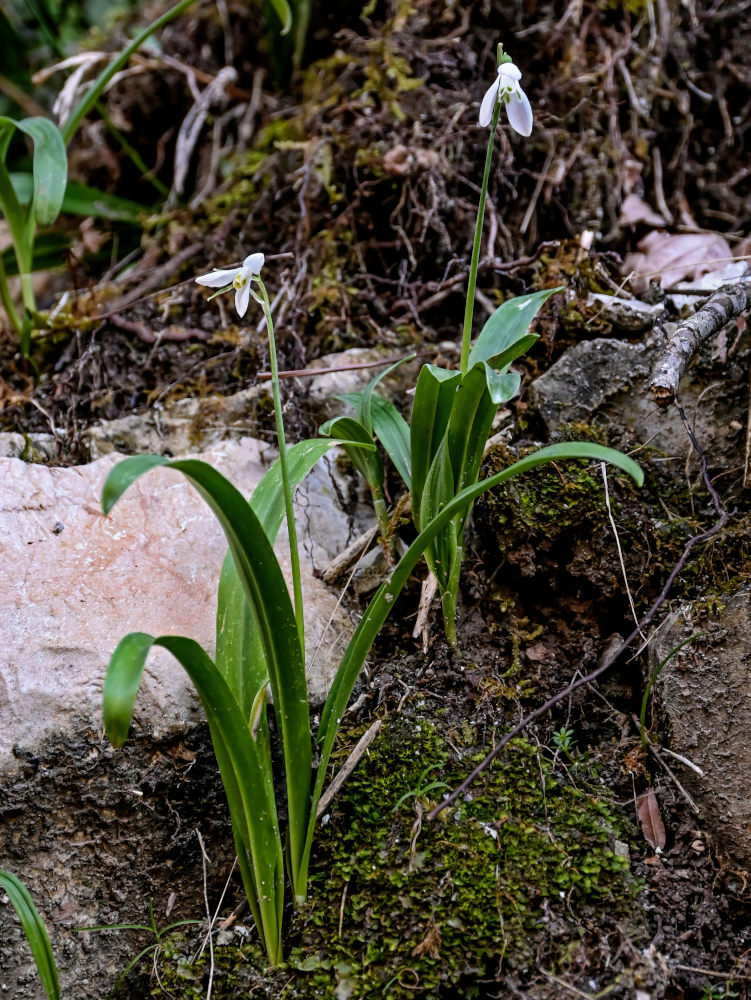 Image of Galanthus woronowii specimen.