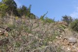 Vicia ervilia