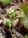 View full-size image Waldsteinia ternata subspecies maximowicziana