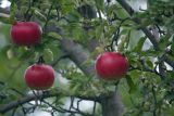 Смотреть изображение Malus domestica