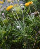 Смотреть изображение Euryops pectinatus