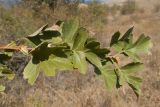 View full-size image Crataegus taurica