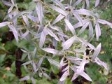 Salix rosmarinifolia. Ветвь. Курская обл., Железногорский р-н, с. Жидеевка, дачный пос. \"Ягодка\", заболоченный участок леса. 6 июля 2008 г.