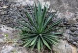 View full-size image Agave americana