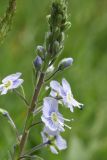 View full-size image Veronica gentianoides