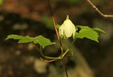 View full-size image Atragene koreana