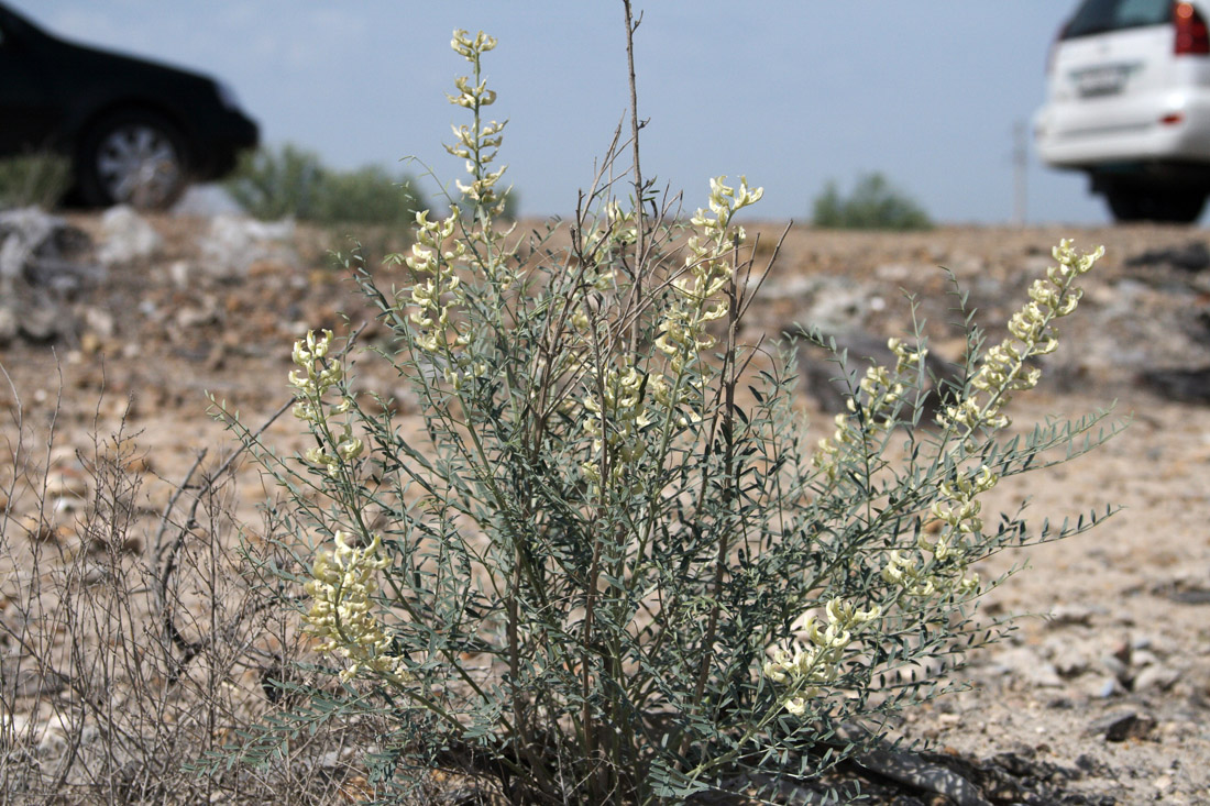 Image of Goebelia pachycarpa specimen.