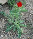 Glaucium corniculatum. Цветущее растение. Крым, Южный берег, Кутлакская бухта. 05.05.2011.