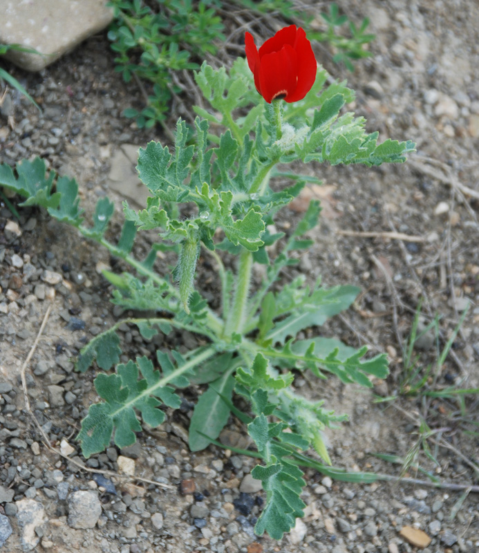 Изображение особи Glaucium corniculatum.