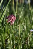 Fritillaria meleagris. Верхушка цветущего растения. Ленинградская область, пос. Дубочки, в культуре. 22.05.2011.