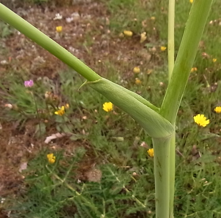 Изображение особи Thapsia villosa.