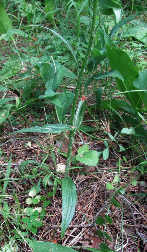 Image of genus Scorzonera specimen.