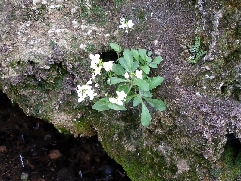 Image of Arabis caucasica specimen.