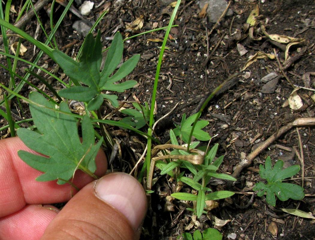 Image of Viola tatianae specimen.