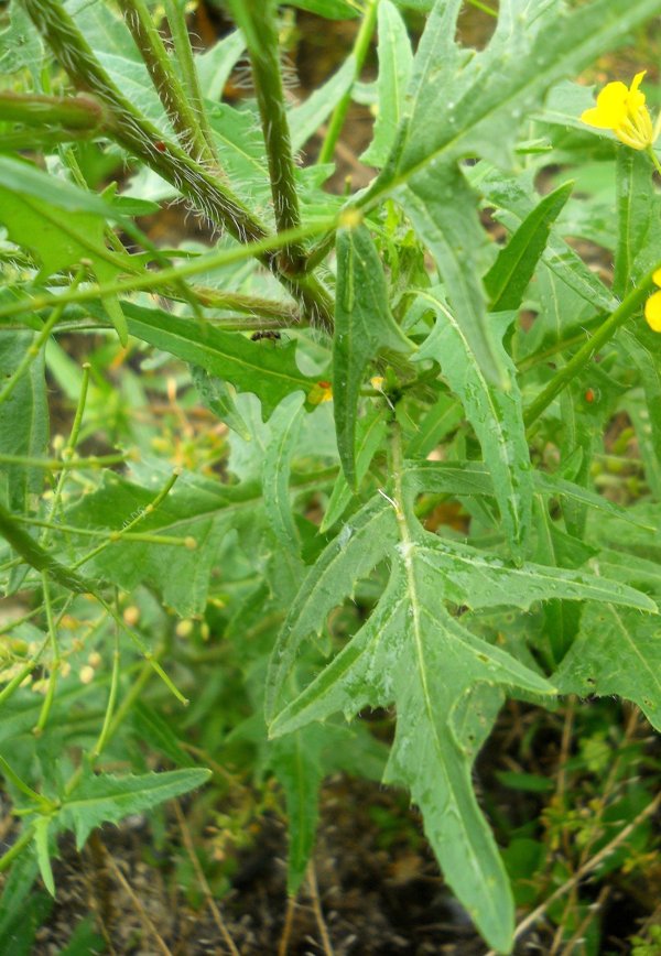 Image of Sisymbrium loeselii specimen.