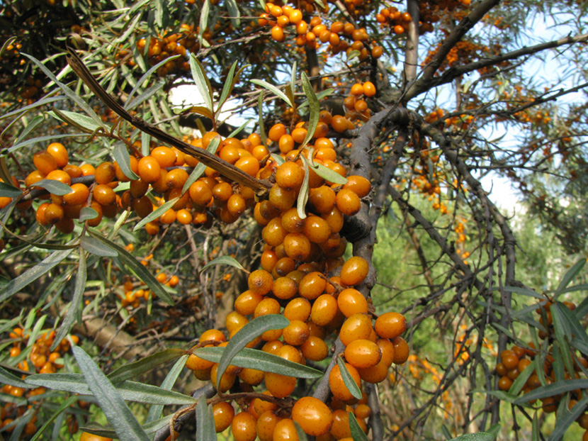 Image of Hippophae rhamnoides specimen.