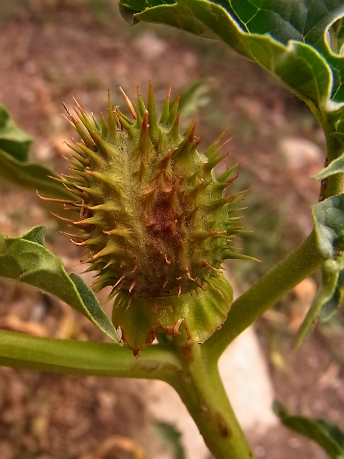 Изображение особи Datura stramonium.