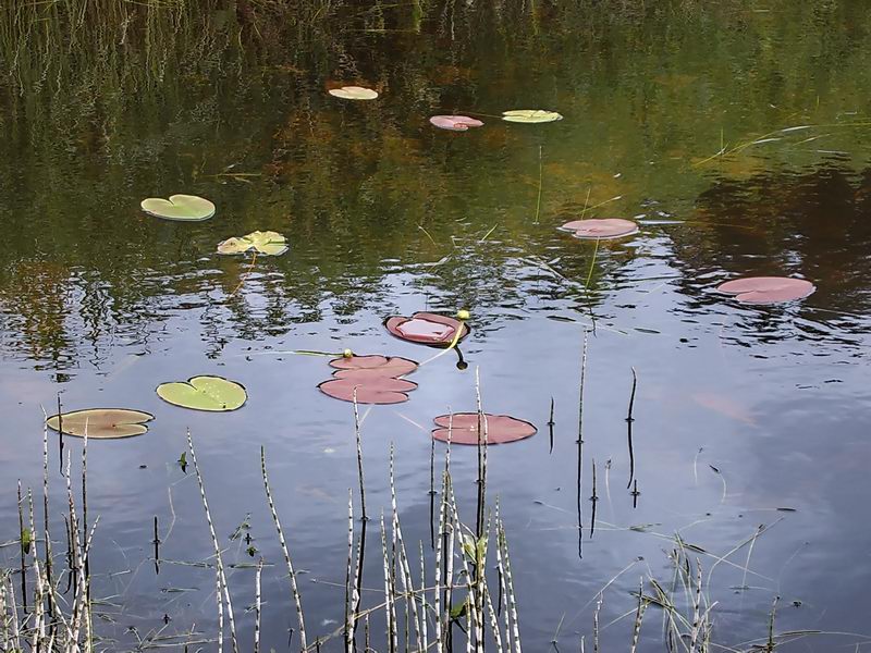 Изображение особи Nuphar pumila.