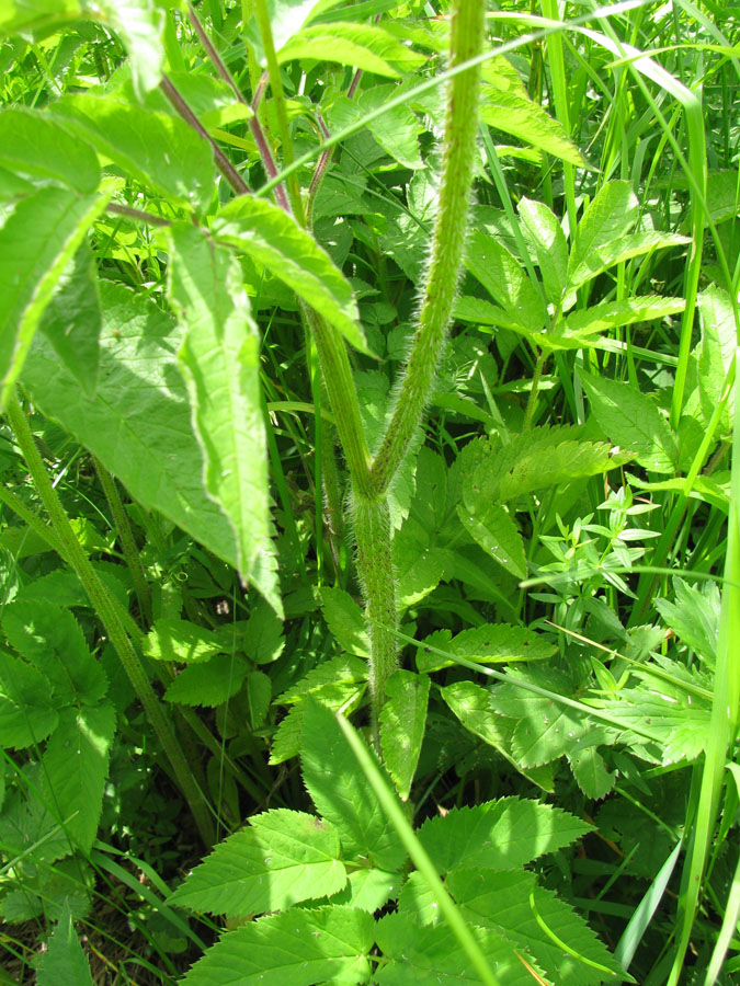 Image of Chaerophyllum aromaticum specimen.