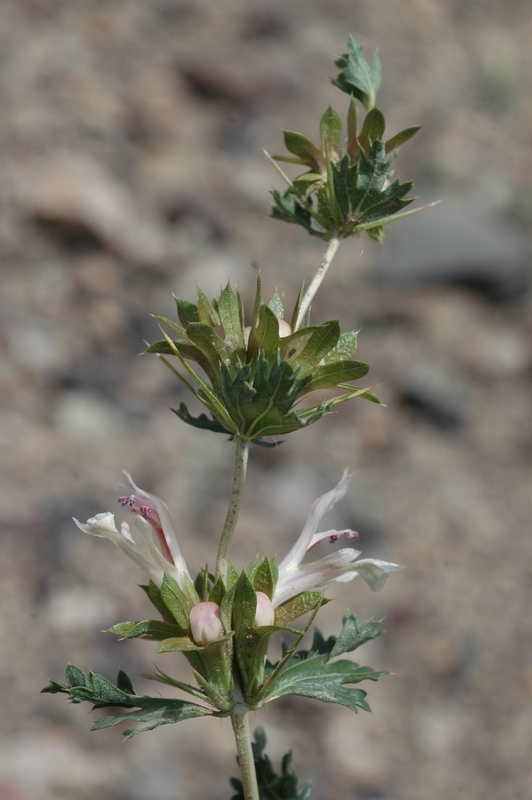 Image of Lagochilus diacanthophyllus specimen.