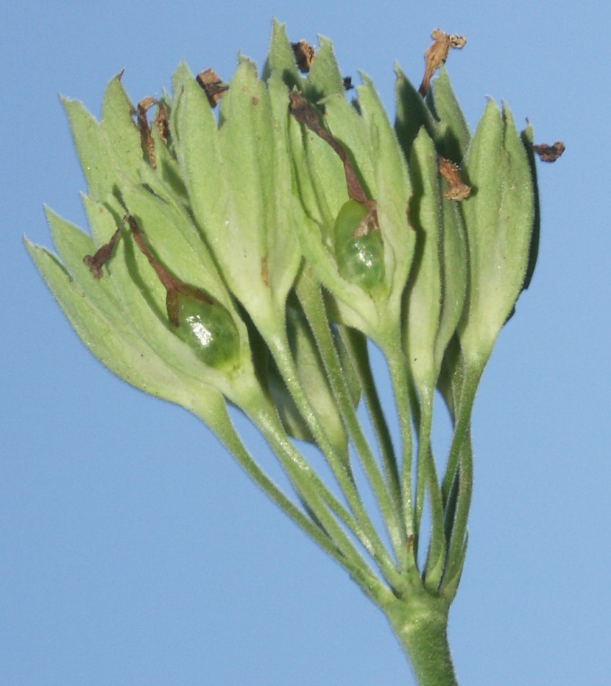 Image of Primula veris specimen.