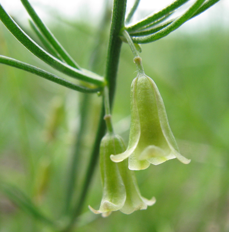 Изображение особи Asparagus dauricus.