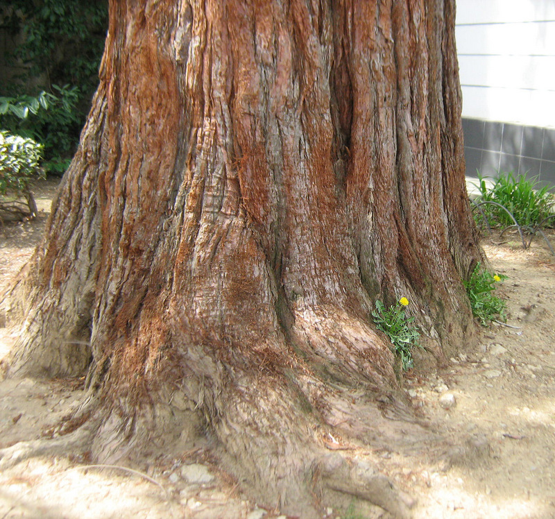 Image of Sequoiadendron giganteum specimen.