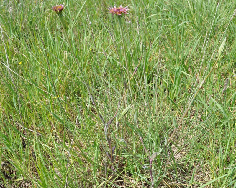 Image of Tragopogon australis specimen.