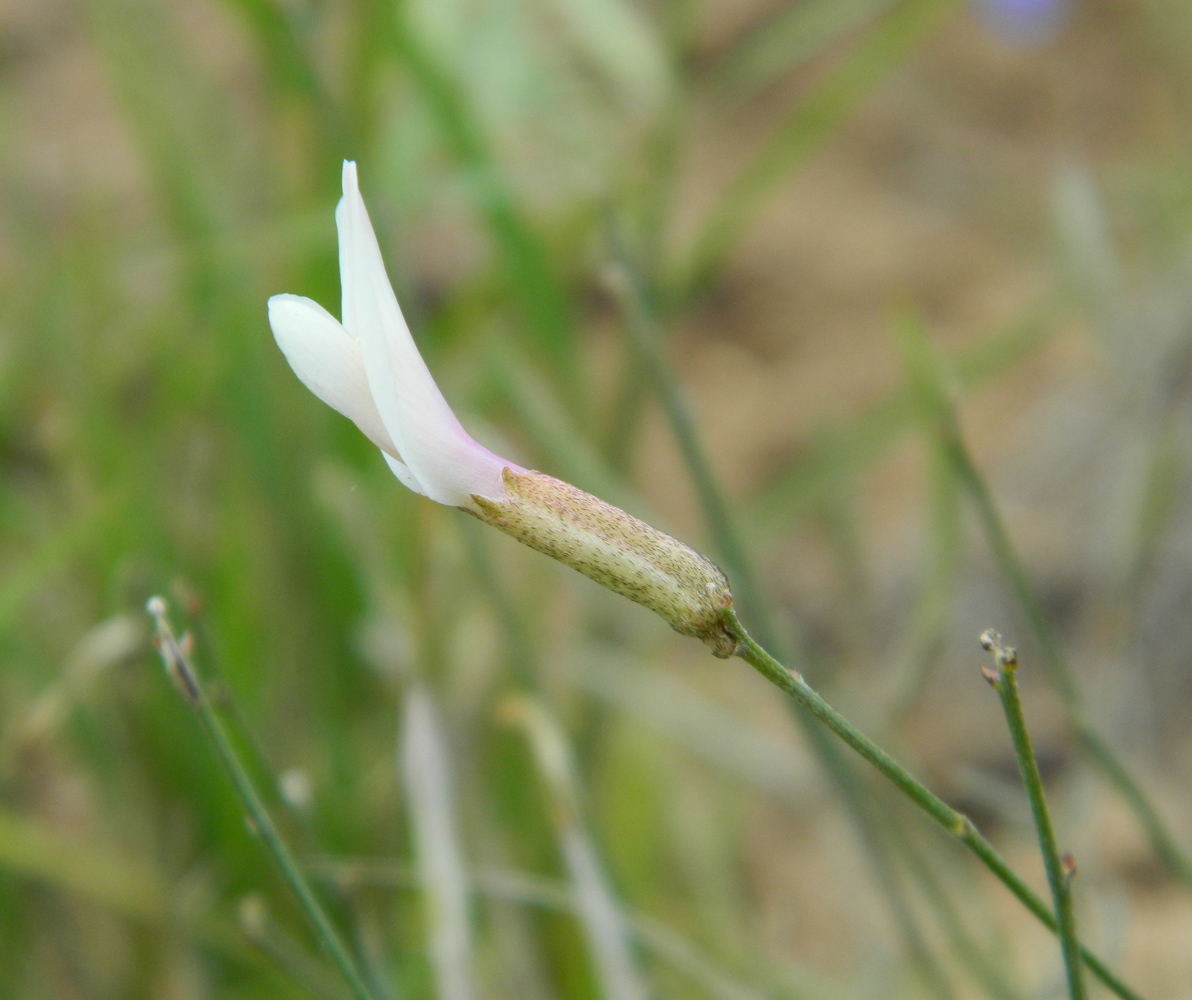 Изображение особи Astragalus ucrainicus.