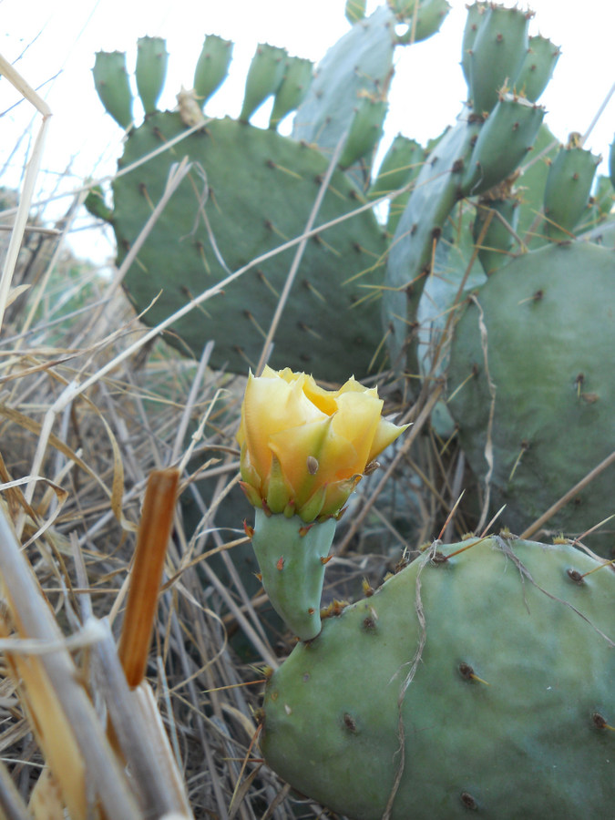 Image of Opuntia engelmannii ssp. lindheimeri specimen.