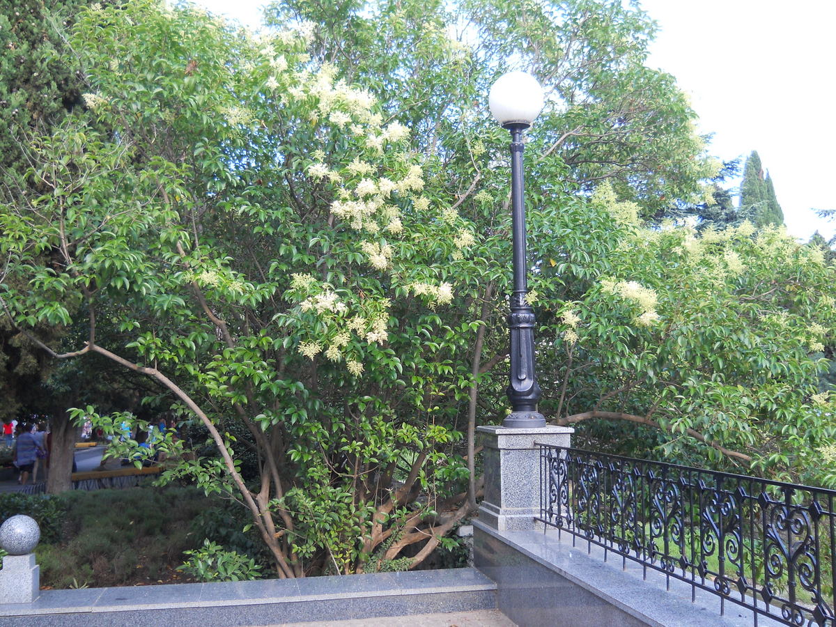 Image of Ligustrum lucidum specimen.