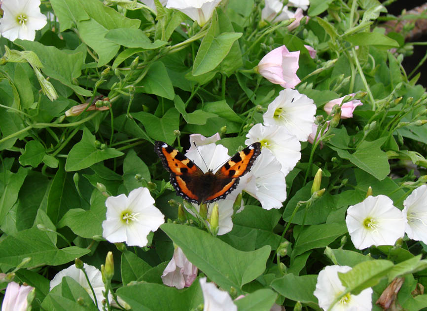 Image of Convolvulus arvensis specimen.