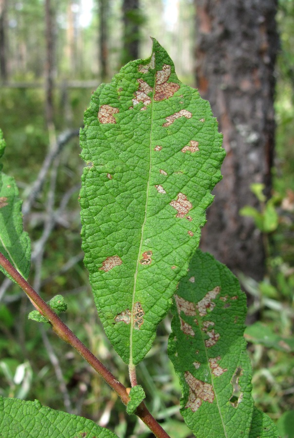 Image of Salix aurita specimen.