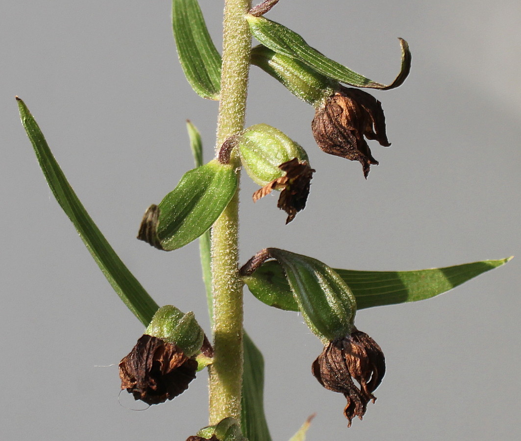 Image of Epipactis helleborine specimen.