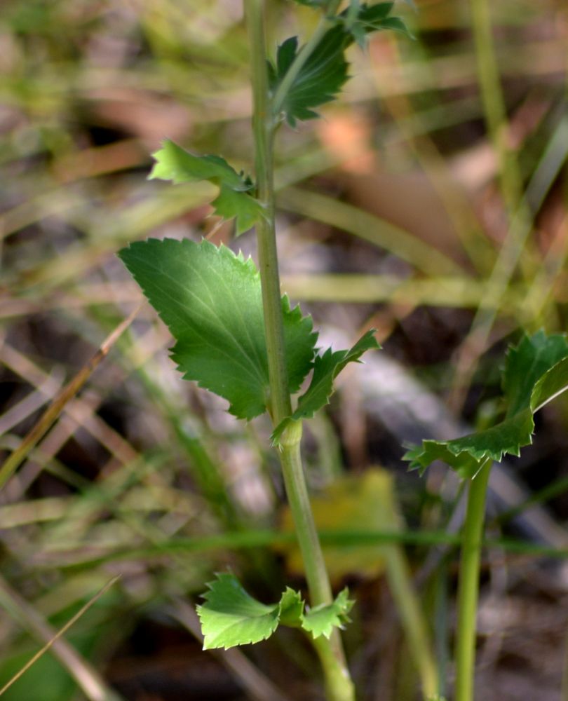 Image of Eryngium planum specimen.