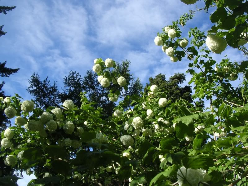 Изображение особи Viburnum opulus f. roseum.