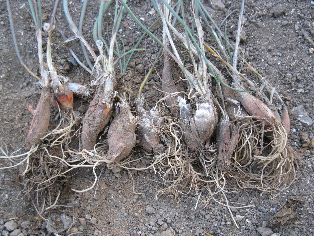 Image of Allium tarkhankuticum specimen.