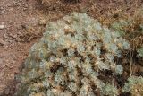 Astragalus arnacantha. Вегетирующее растение. Крым, г. Демерджи, сухой склон. 10.08.2007.