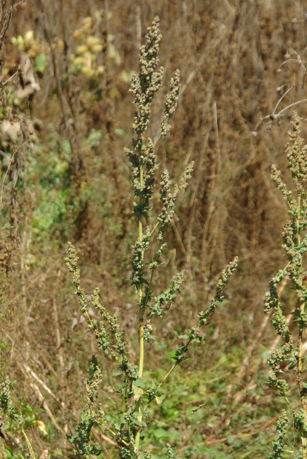 Изображение особи Chenopodium zerovii.