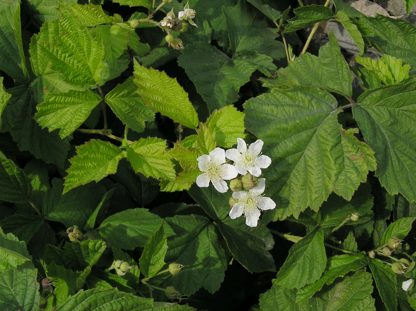 Изображение особи Rubus caesius.