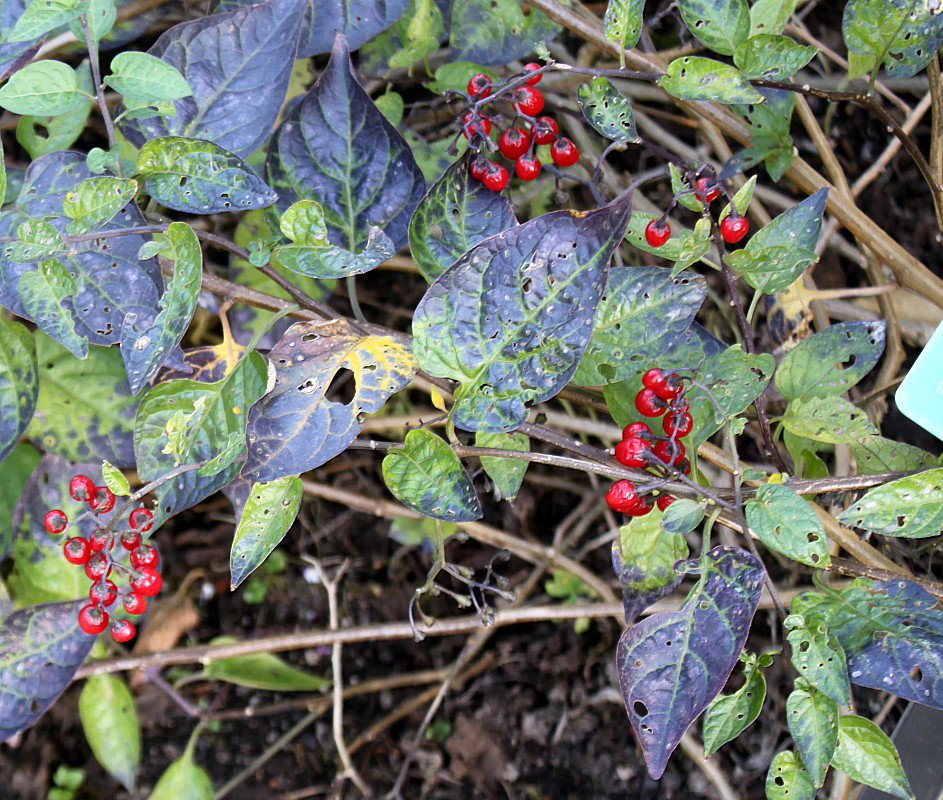 Изображение особи Solanum dulcamara.