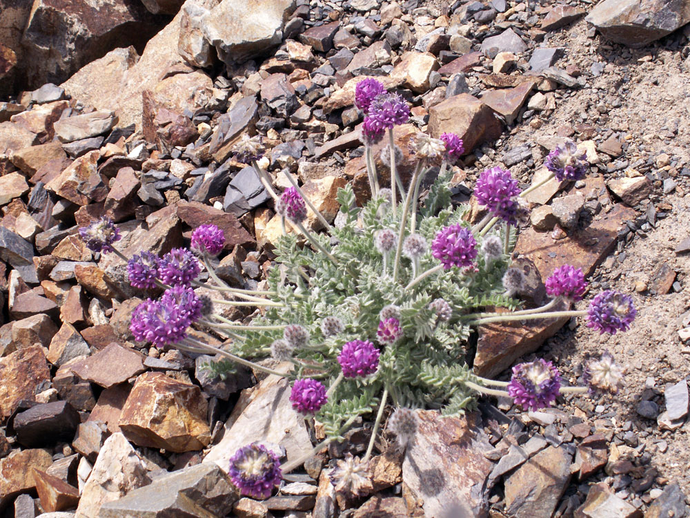 Изображение особи Oxytropis microsphaera.