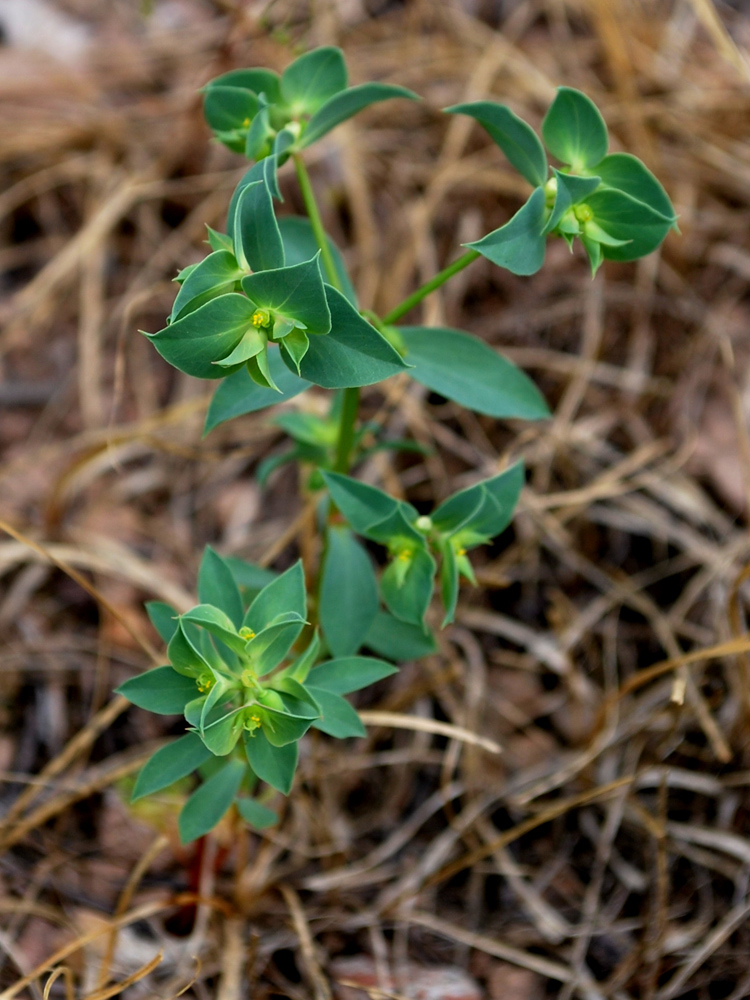 Изображение особи Euphorbia falcata.