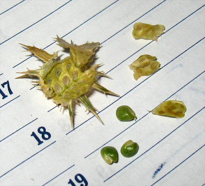 Image of Onobrychis crista-galli specimen.