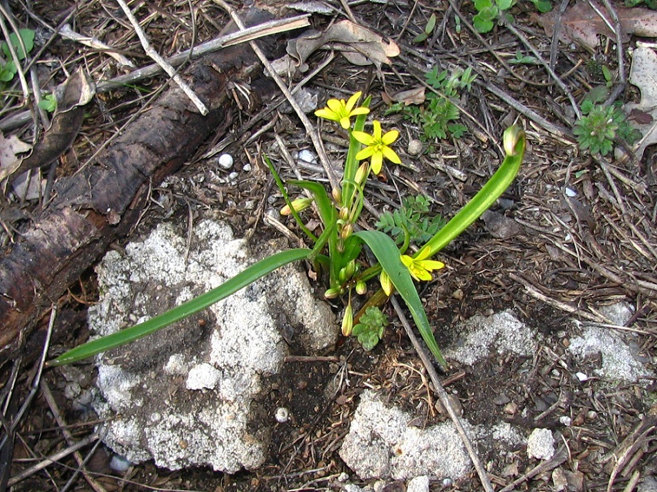 Image of Gagea lutea specimen.