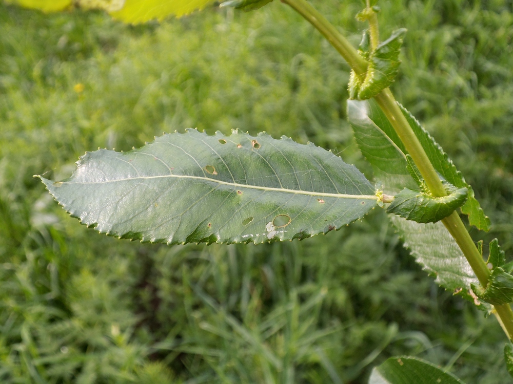 Image of Salix &times; schumanniana specimen.